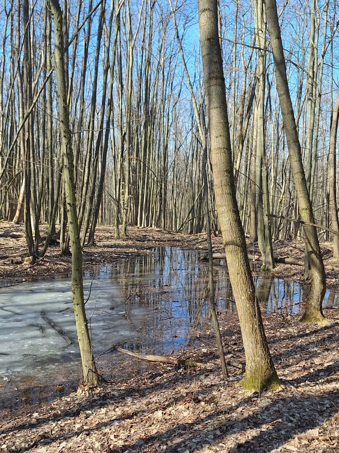 На Черкащині квітнуть гектари підсніжників. Фото із Холодного Яру - фото 9
