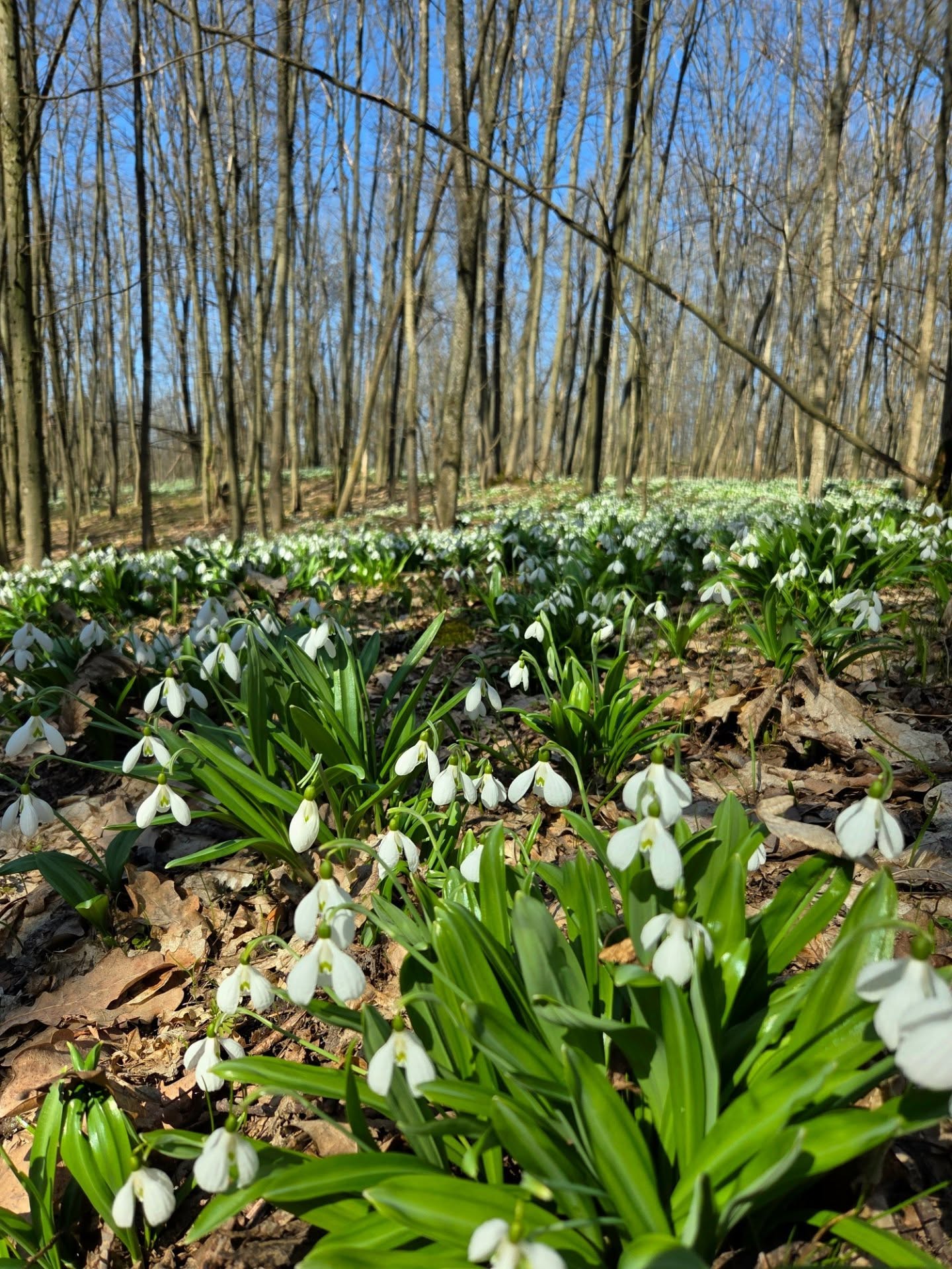 На Черкащині квітнуть гектари підсніжників. Фото із Холодного Яру - фото 12