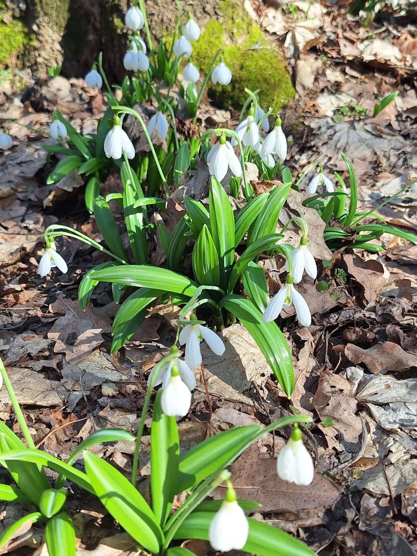 На Черкащині квітнуть гектари підсніжників. Фото із Холодного Яру - фото 13