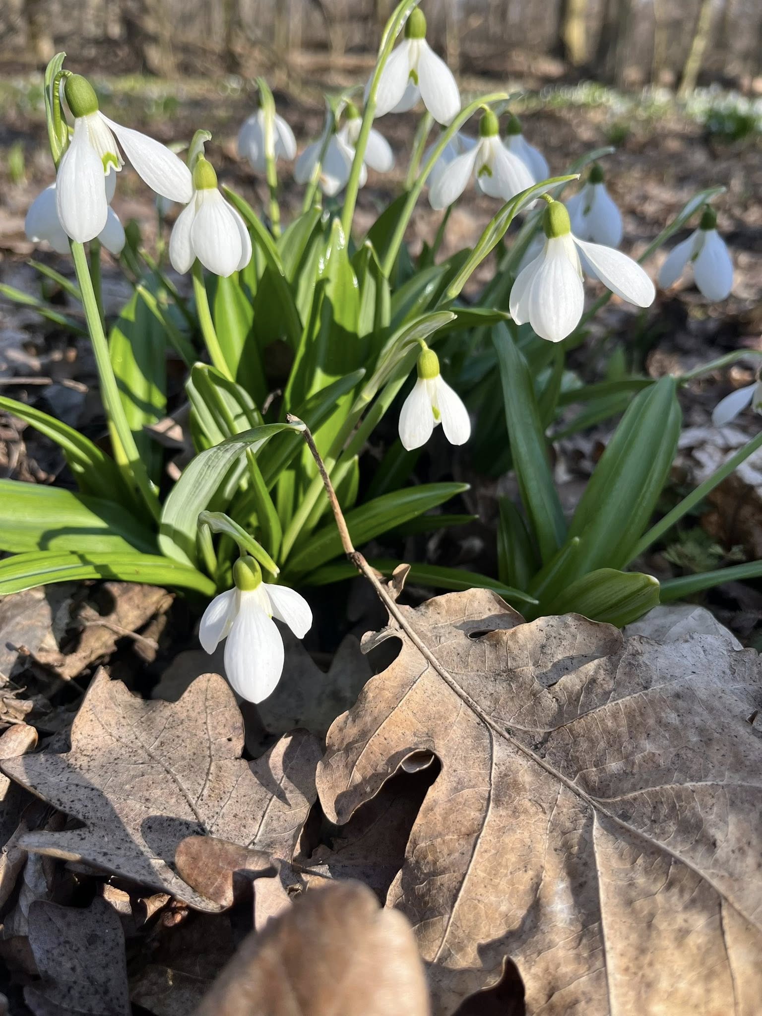 На Черкащині квітнуть гектари підсніжників. Фото із Холодного Яру - фото 14