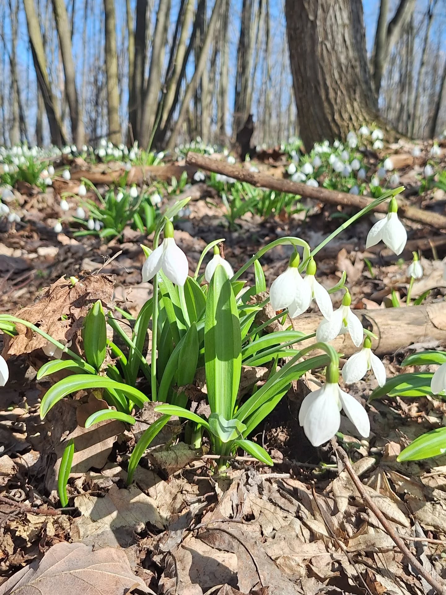 На Черкащині квітнуть гектари підсніжників. Фото із Холодного Яру - фото 15