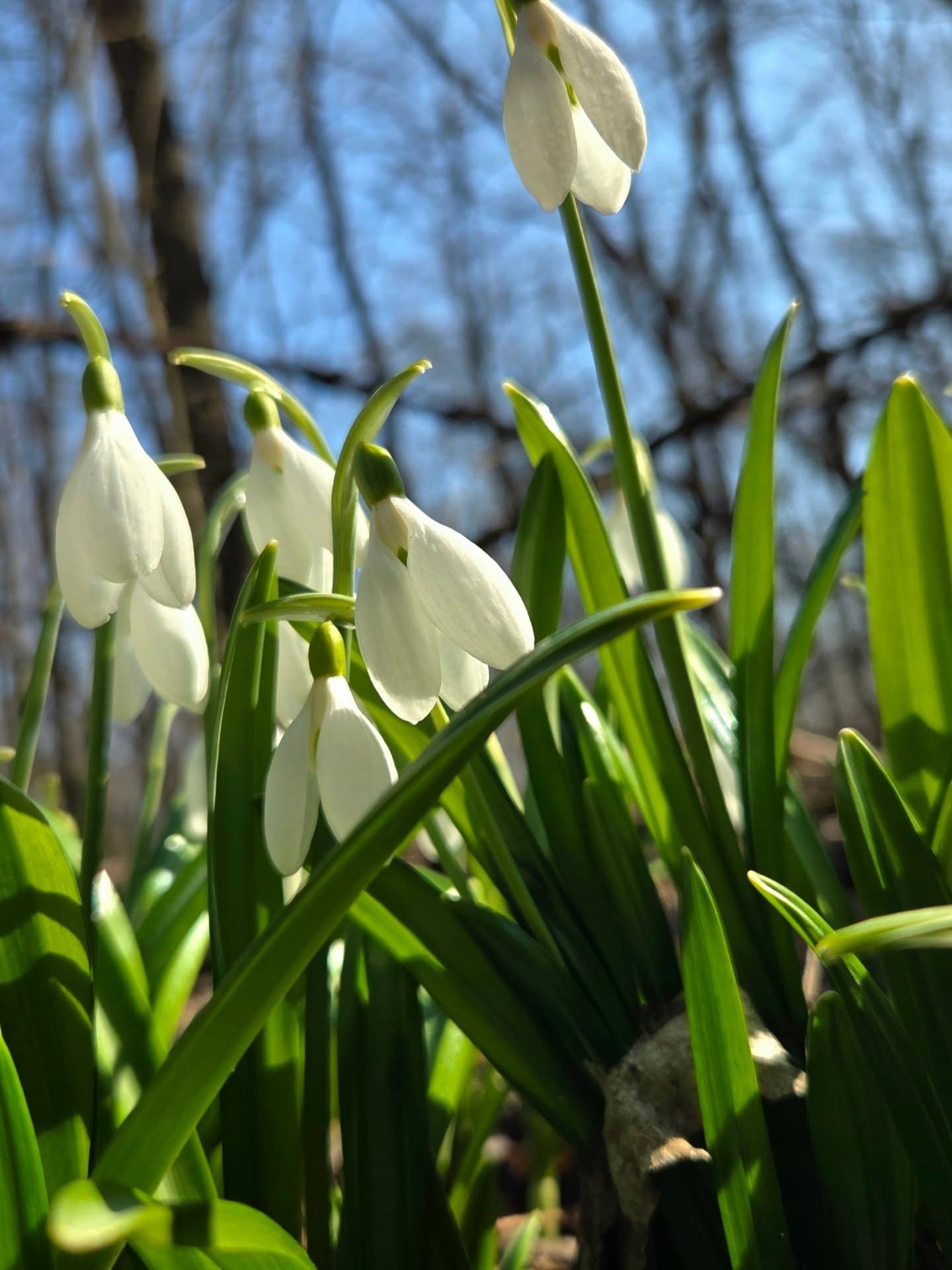 На Черкащині квітнуть гектари підсніжників. Фото із Холодного Яру - фото 16
