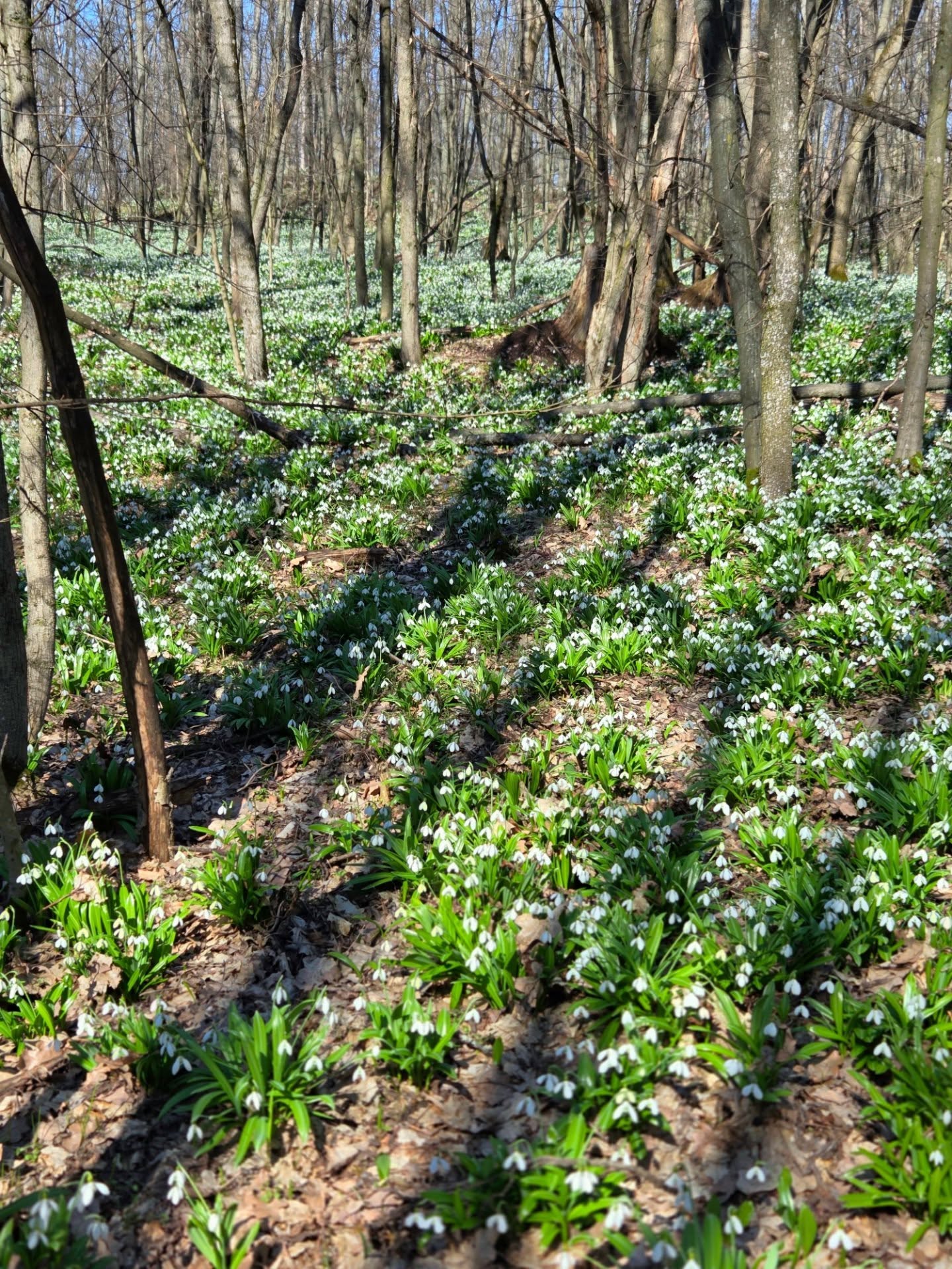 На Черкащині квітнуть гектари підсніжників. Фото із Холодного Яру - фото 17