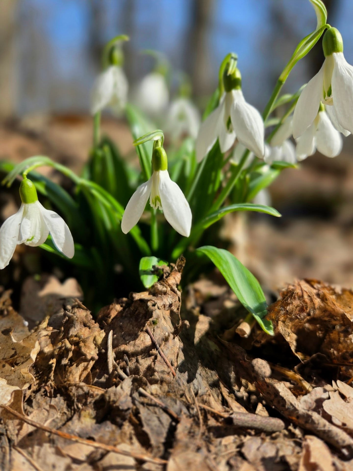 На Черкащині квітнуть гектари підсніжників. Фото із Холодного Яру - фото 18