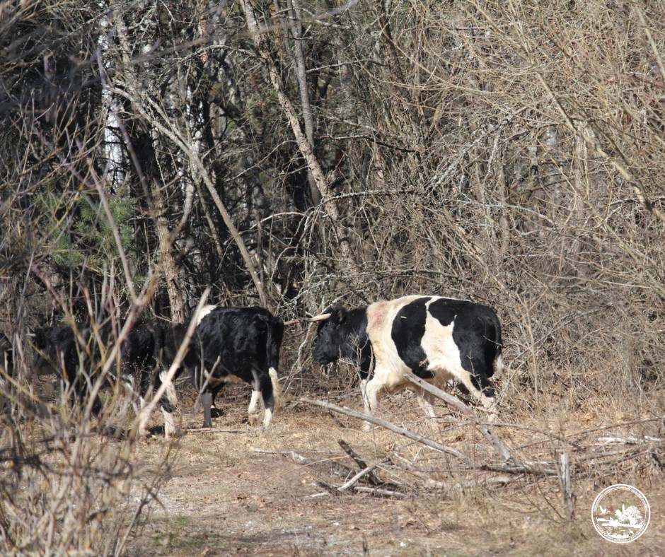 На здичавіле стадо напав ведмідь: у Чорнобильському заповіднику поділилися тривожними новинами - фото 2