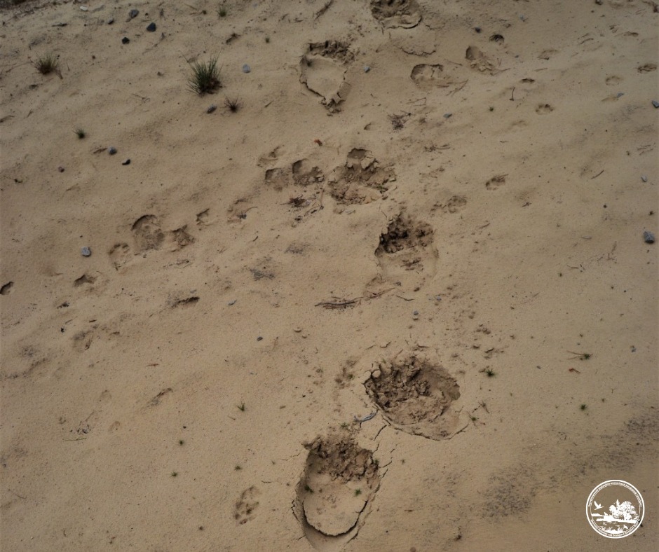 На здичавіле стадо напав ведмідь: у Чорнобильському заповіднику поділилися тривожними новинами - фото 3