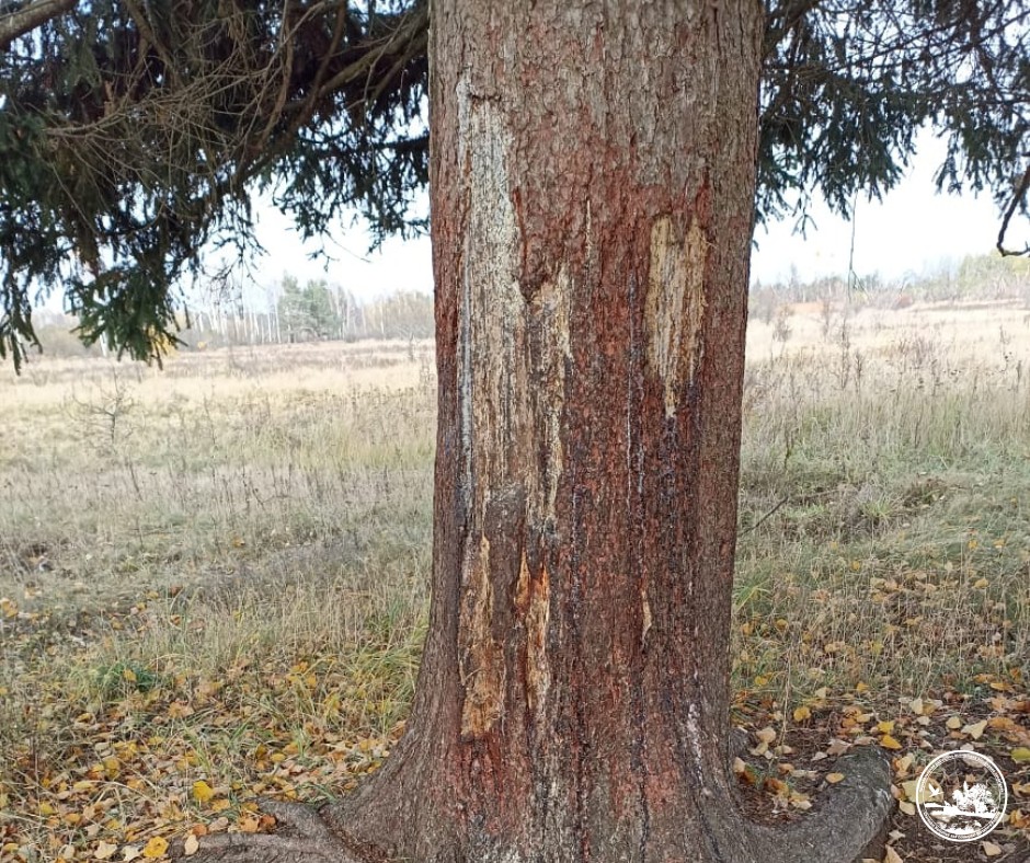 На здичавіле стадо напав ведмідь: у Чорнобильському заповіднику поділилися тривожними новинами