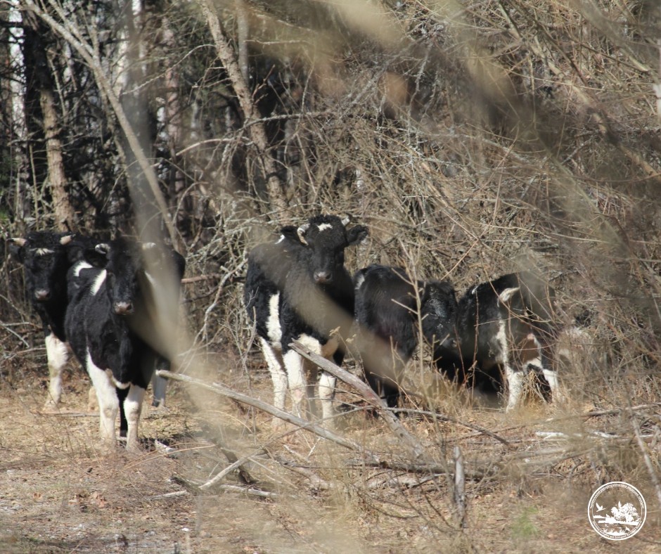 На здичавіле стадо напав ведмідь: у Чорнобильському заповіднику поділилися тривожними новинами - фото 4
