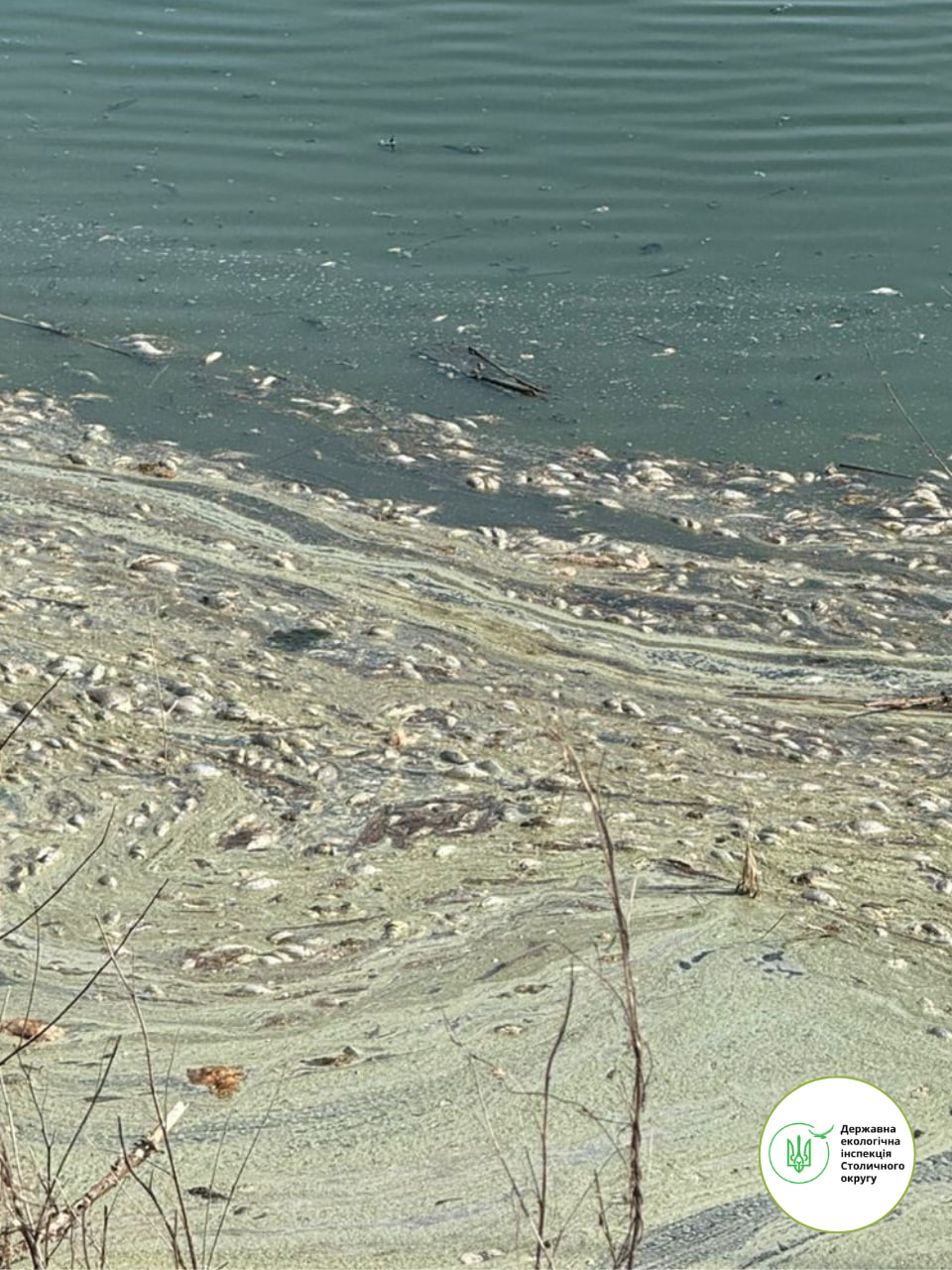 У водоймах на Київщині зафіксували масову загибель риби