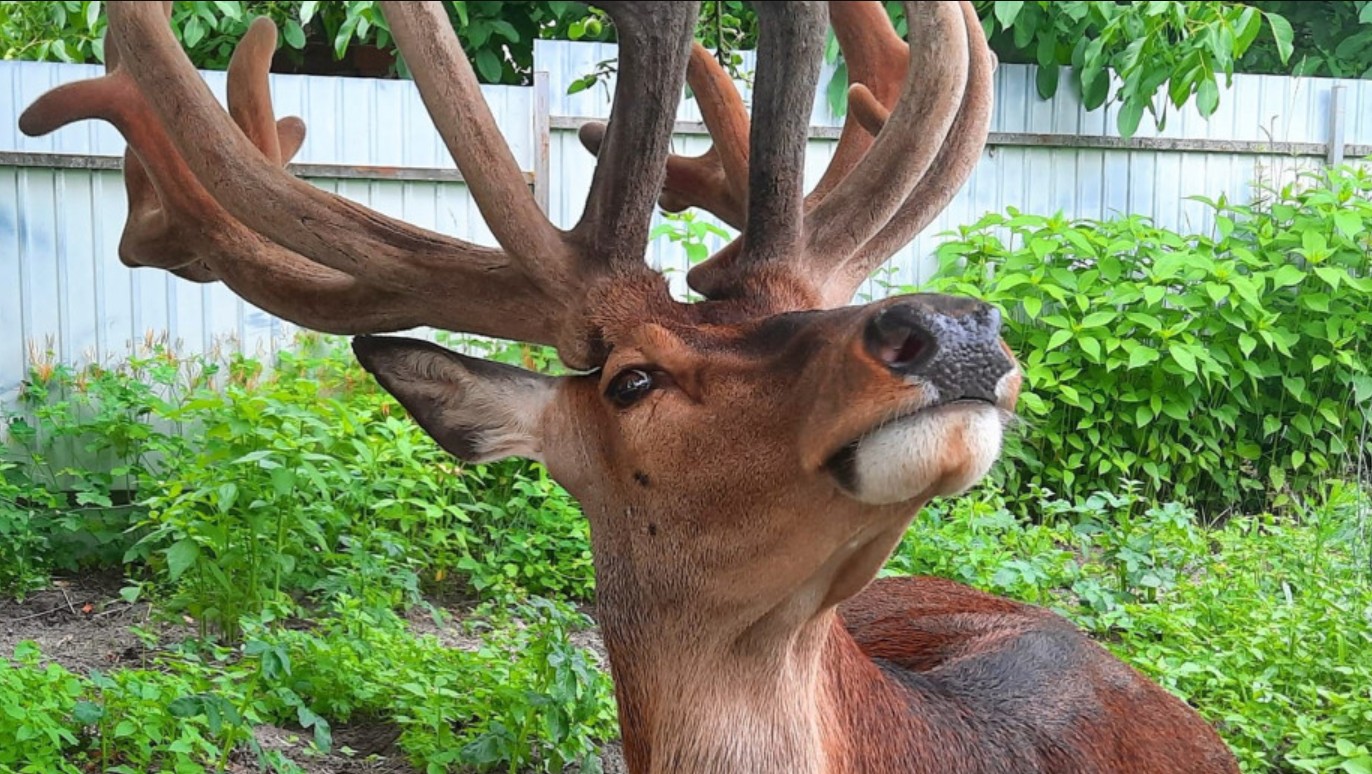 Розшукали жінку, яка за кермом Mercedes збила оленя Бориса - фото 3