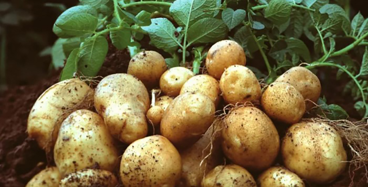 Коли садити картоплю: календар, поради та що не можна робити
