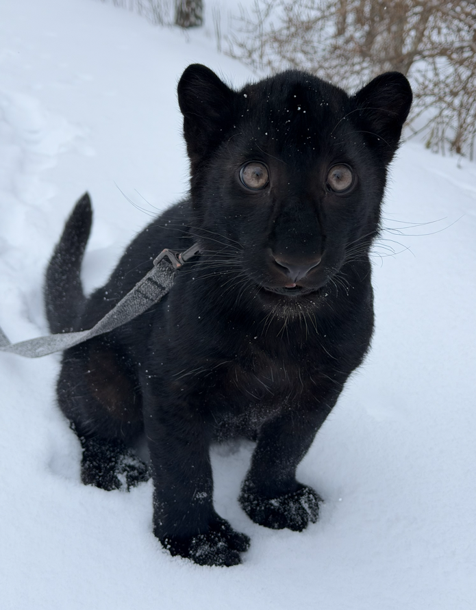 У парку під Києвом народилося дитинча рідкісного чорного леопарда