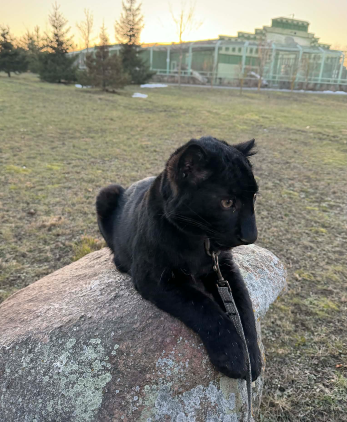 У парку під Києвом народилося дитинча рідкісного чорного леопарда - фото 4