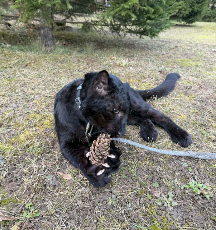 У парку під Києвом народилося дитинча рідкісного чорного леопарда - фото 2