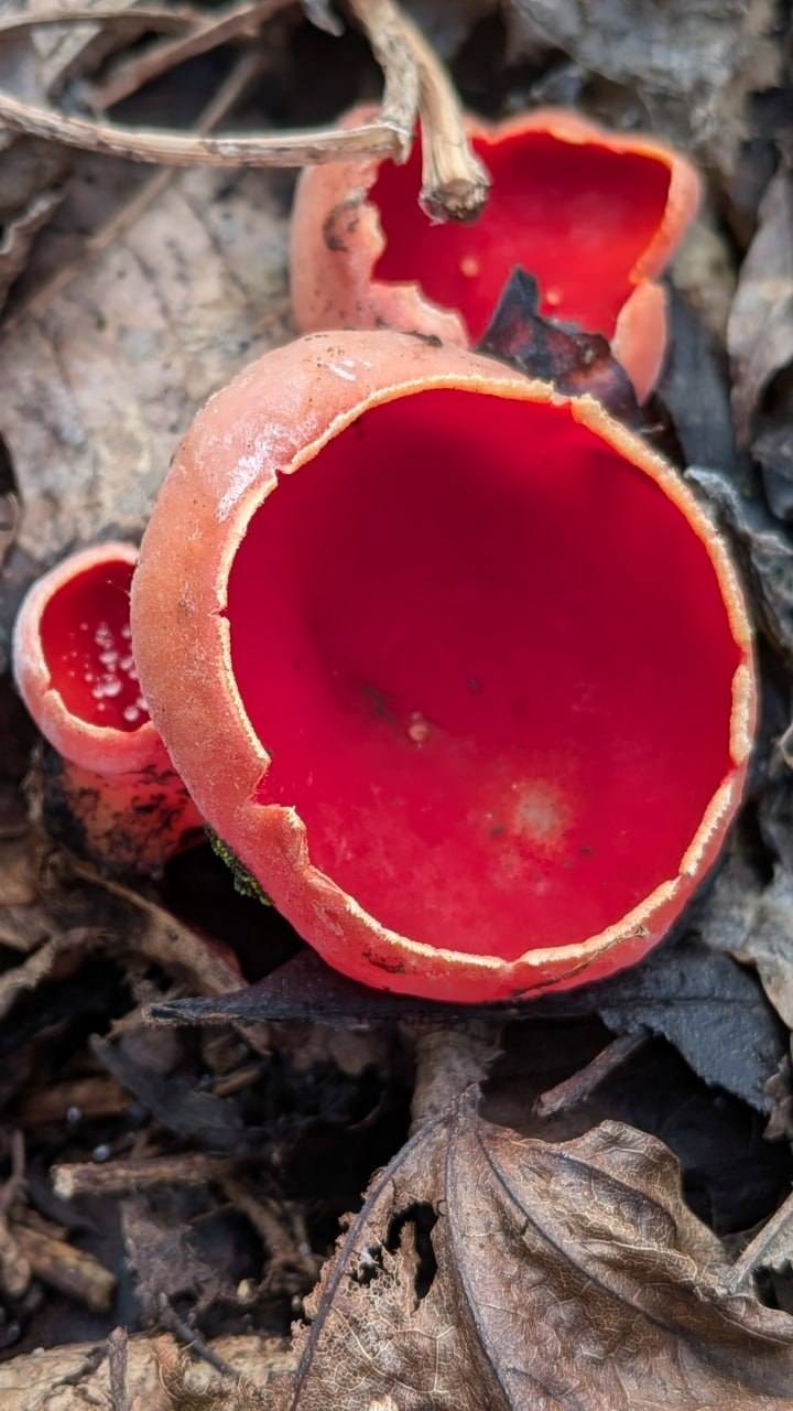 На Черкащині помітили гриби, з яких «лісові ельфи п’ють росу»