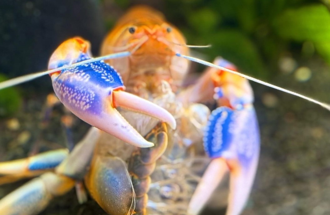 Будинок природи у Києві тимчасово перейшов на онлайн-формат роботи