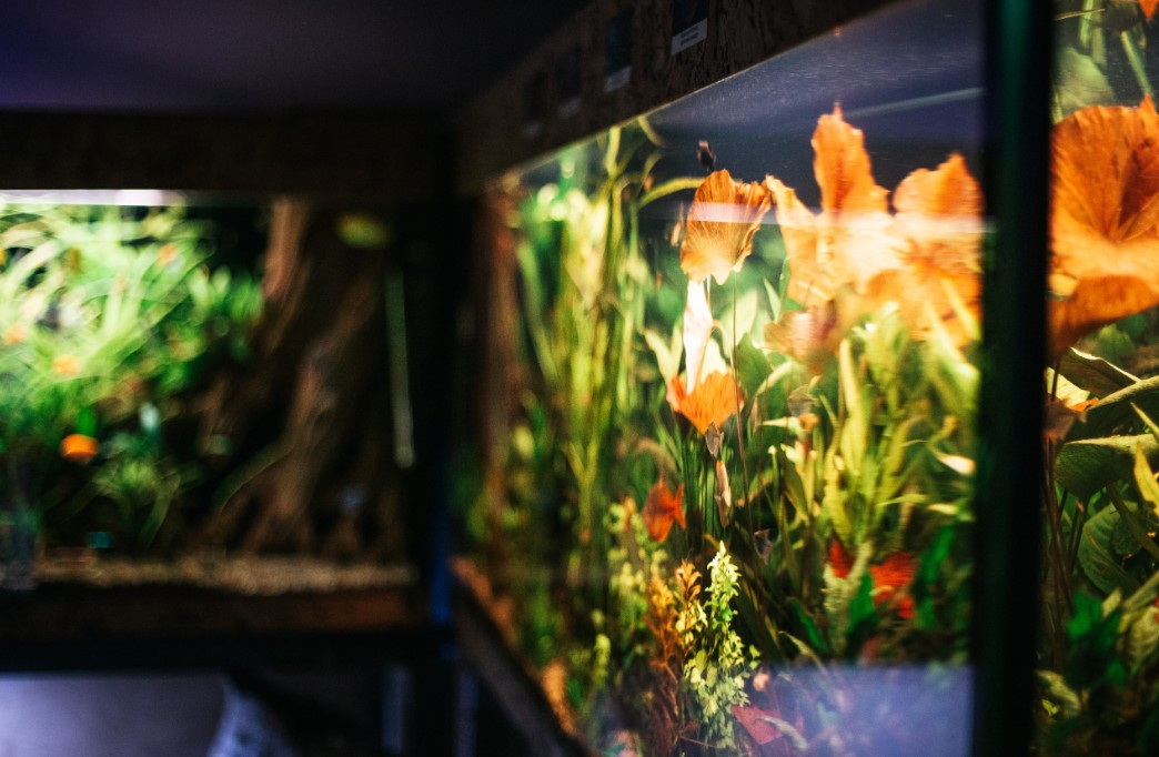 Будинок природи у Києві тимчасово перейшов на онлайн-формат роботи - фото 2