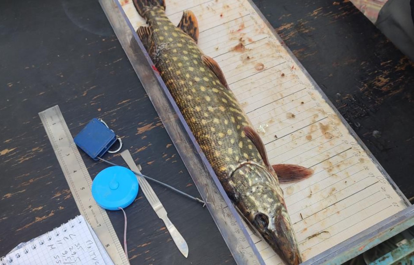 Платна рибалка Черкаська область: ціни, бази відпочинку та кращі місця на Дніпрі 2026 - фото 3