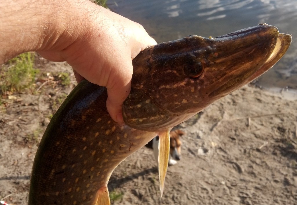 Платна рибалка Черкаська область: ціни, бази відпочинку та кращі місця на Дніпрі 2026 - фото 2