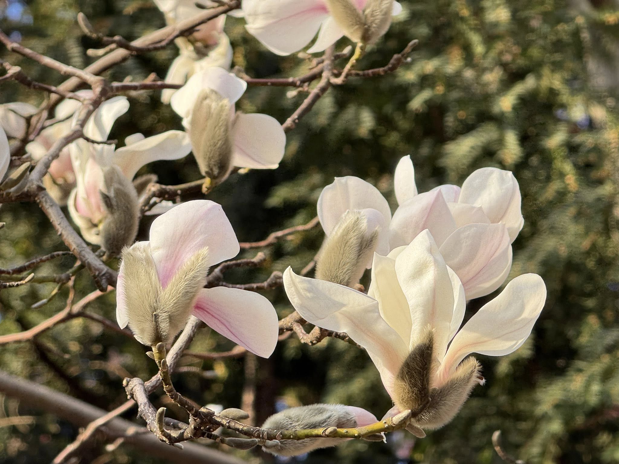 Де у Києві розцвіли перші магнолії - фото 5