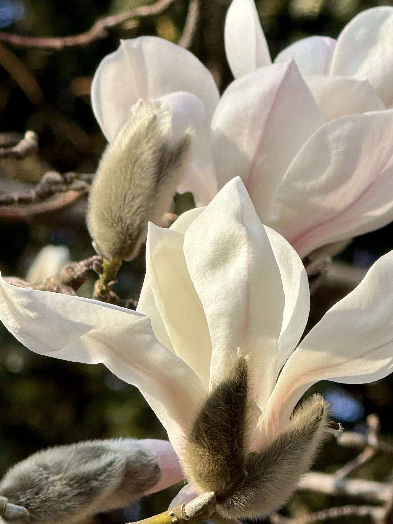 Де у Києві розцвіли перші магнолії - фото 6