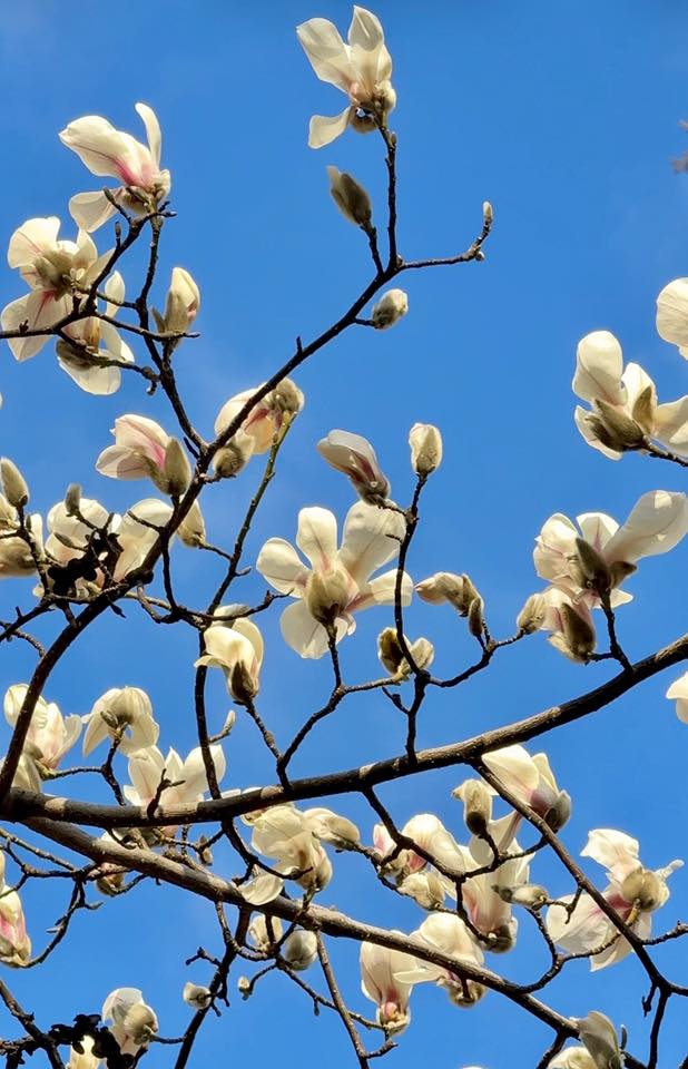 Де у Києві розцвіли перші магнолії - фото 4