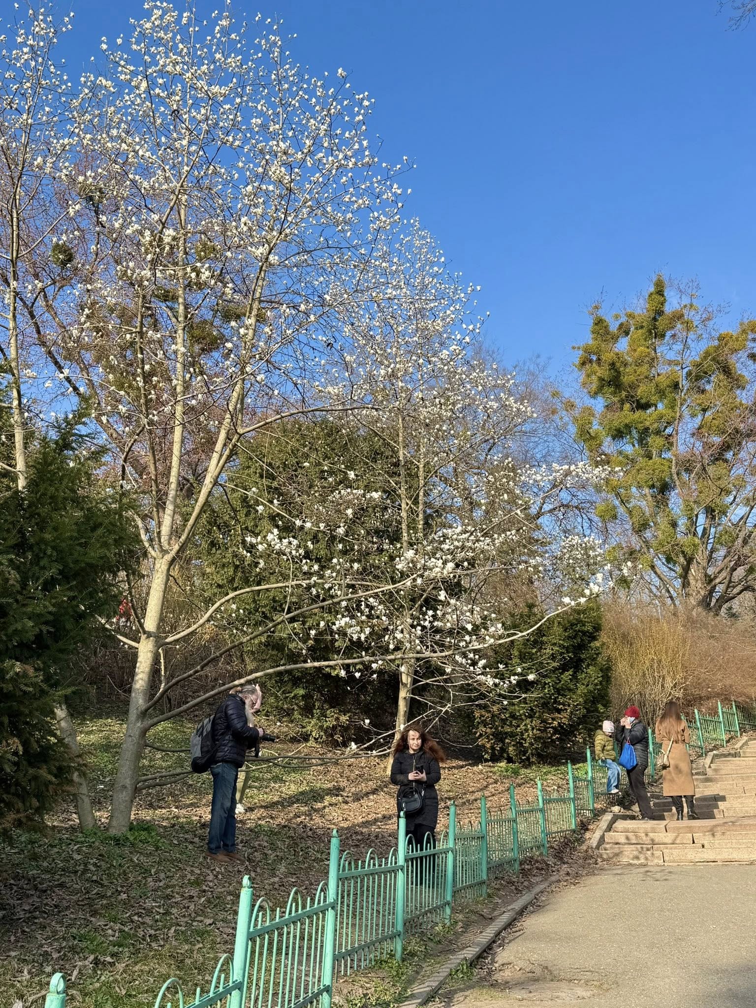 Де у Києві розцвіли перші магнолії - фото 2