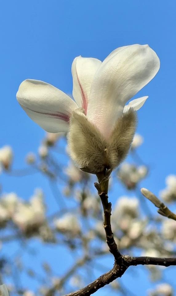 Де у Києві розцвіли перші магнолії - фото 7