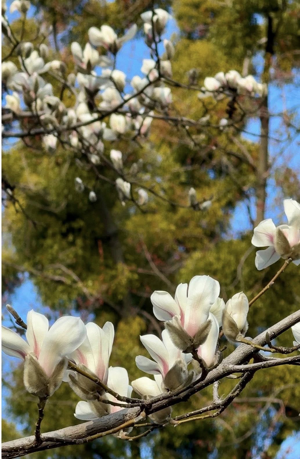 Де у Києві розцвіли перші магнолії - фото 3