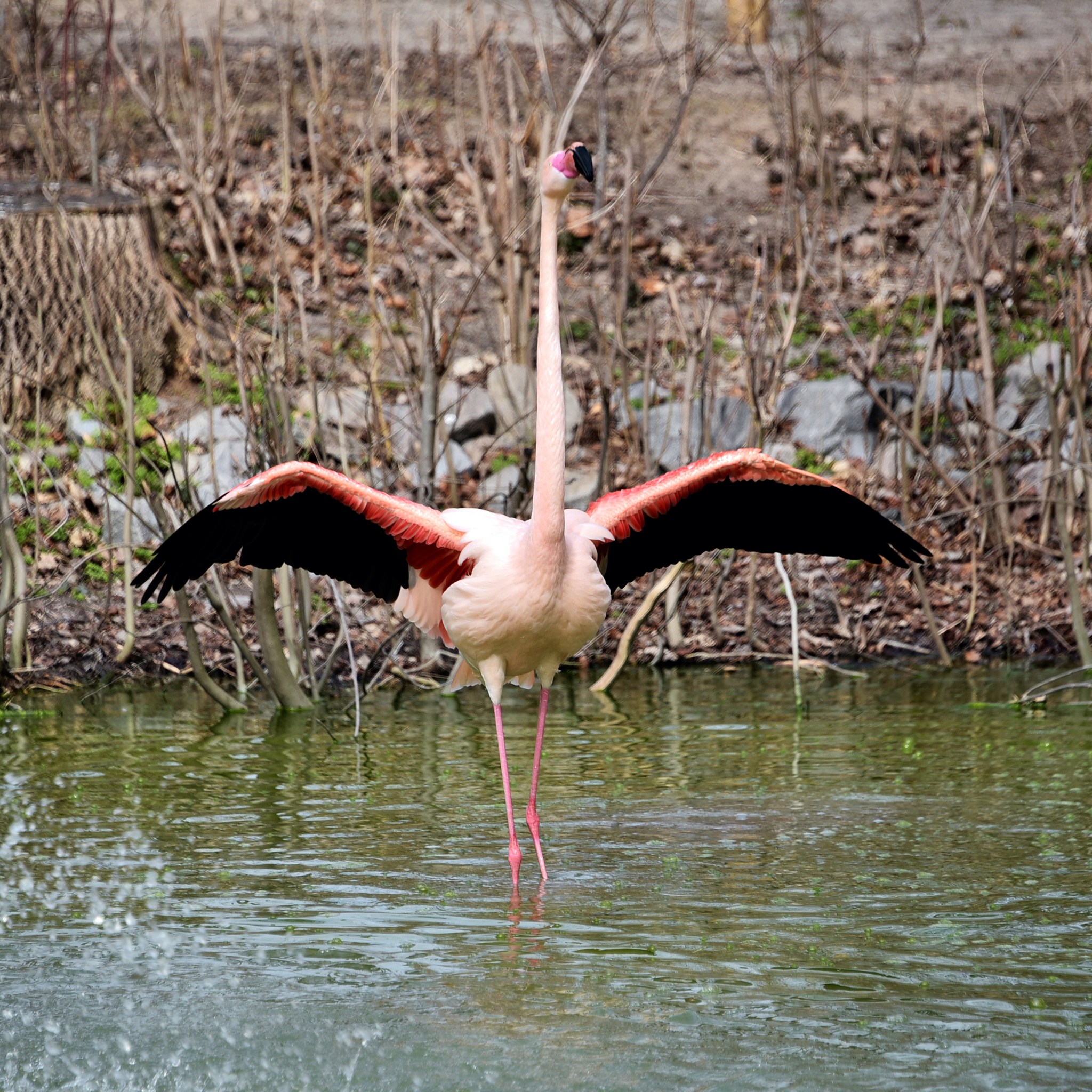Рожеві фламінго в КиївЗоо повернулись на крейдяне озеро - фото 5