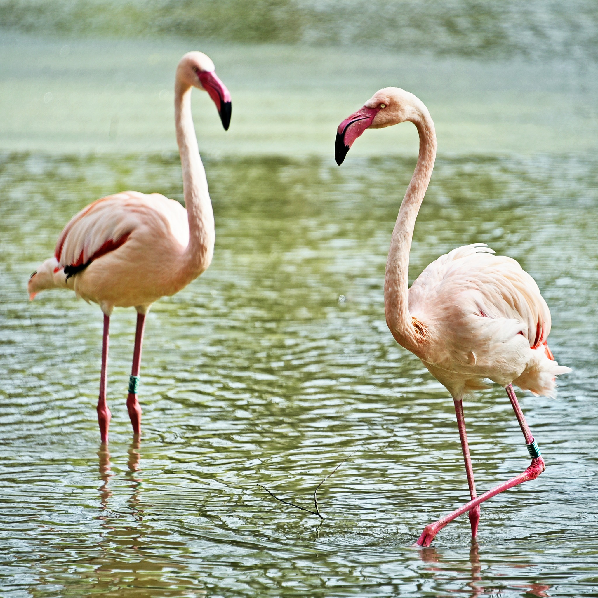 Рожеві фламінго в КиївЗоо повернулись на крейдяне озеро - фото 3