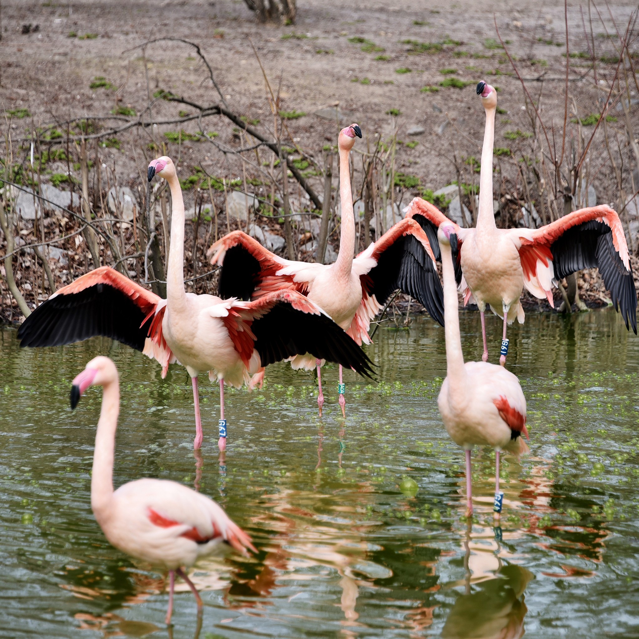 Рожеві фламінго в КиївЗоо повернулись на крейдяне озеро - фото 7