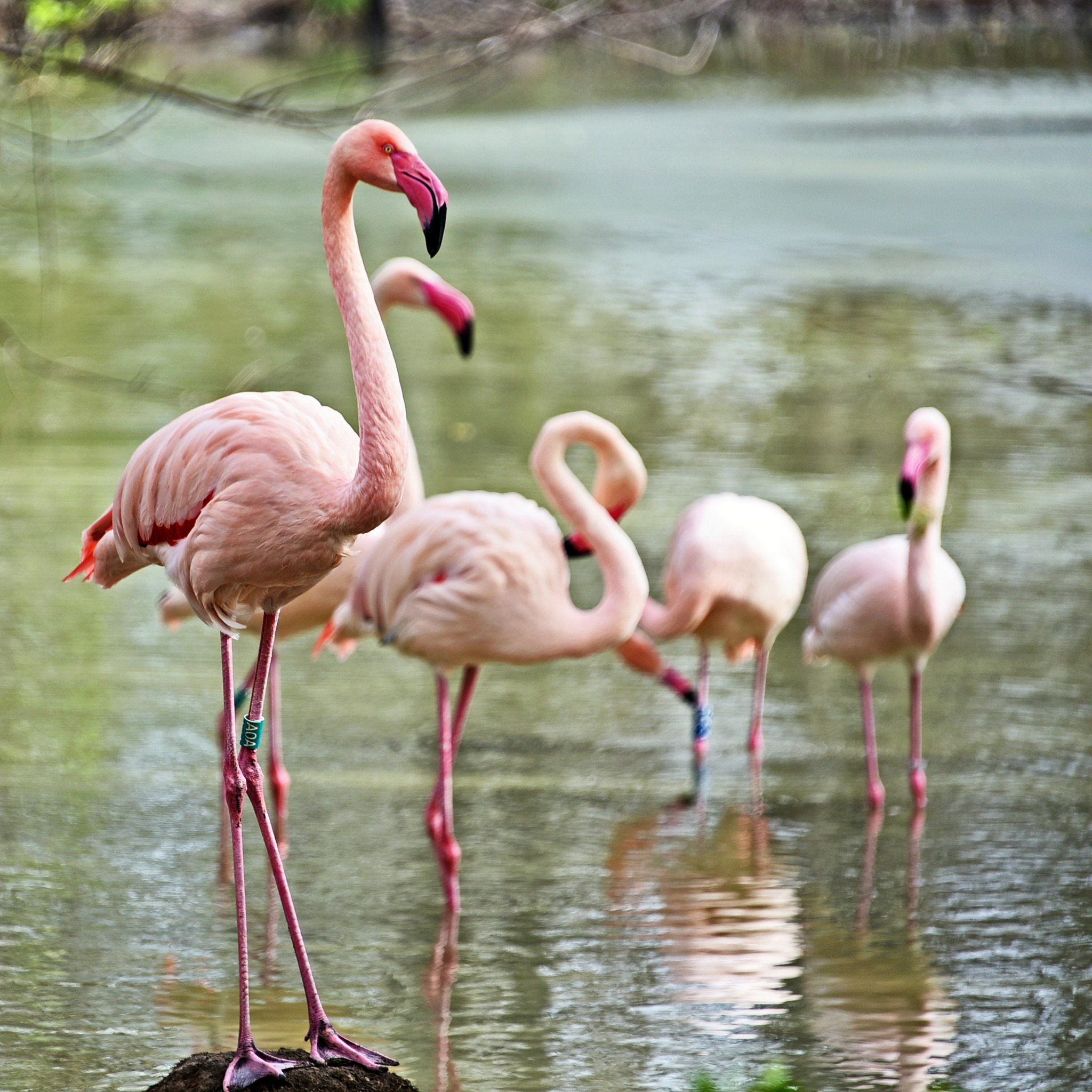 Рожеві фламінго в КиївЗоо повернулись на крейдяне озеро - фото 2