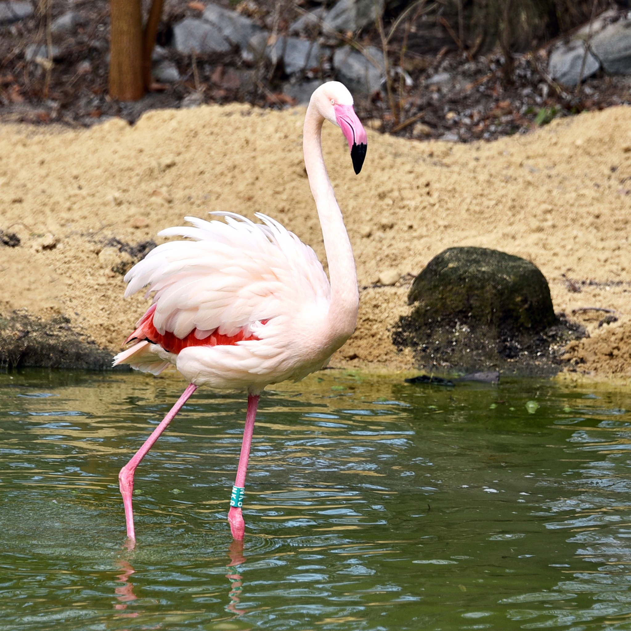 Рожеві фламінго в КиївЗоо повернулись на крейдяне озеро - фото 6