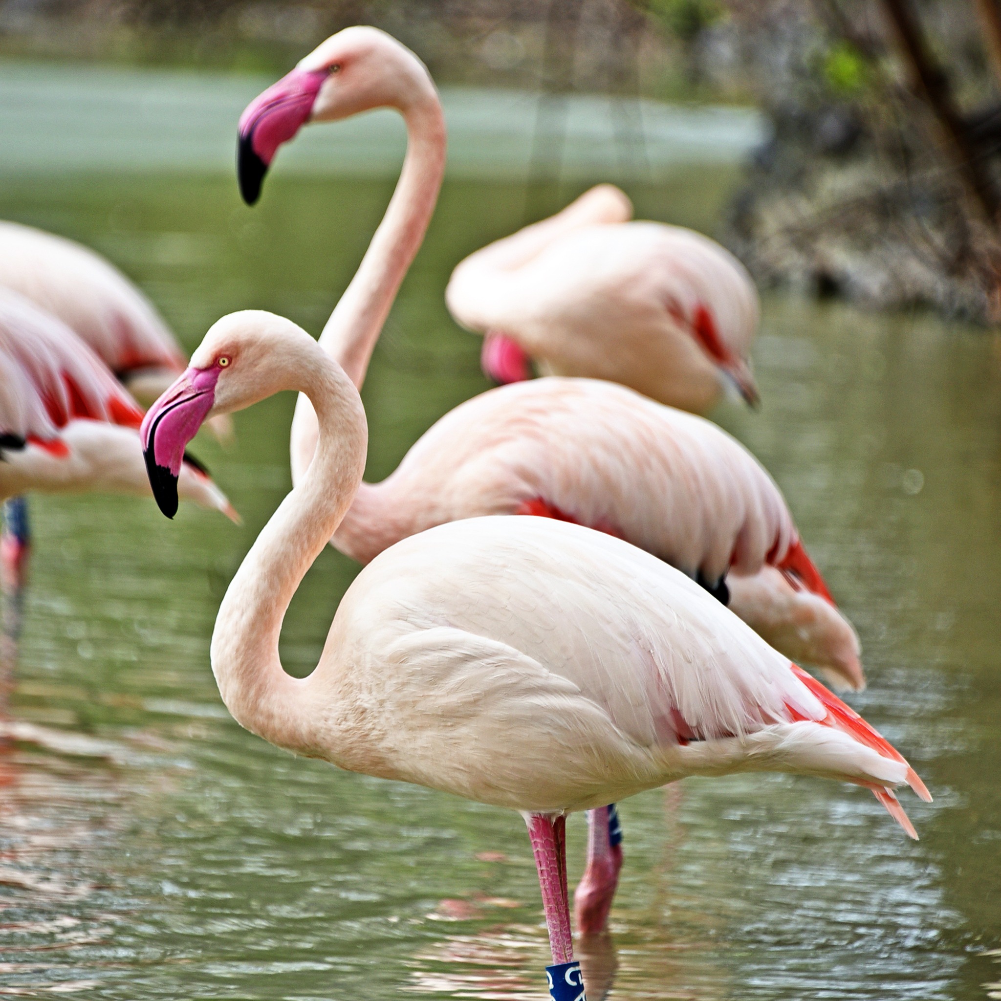 Рожеві фламінго в КиївЗоо повернулись на крейдяне озеро