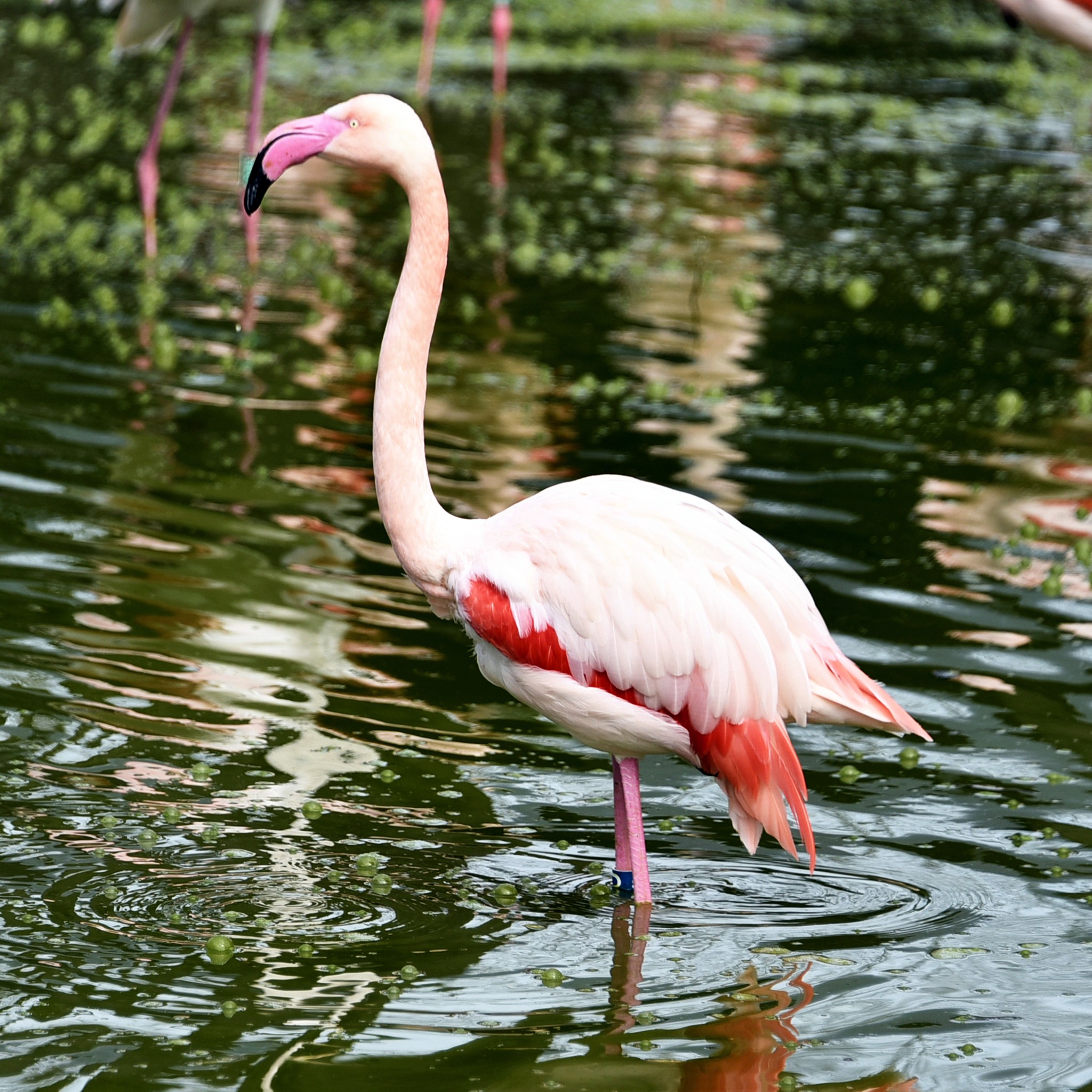 Рожеві фламінго в КиївЗоо повернулись на крейдяне озеро - фото 4