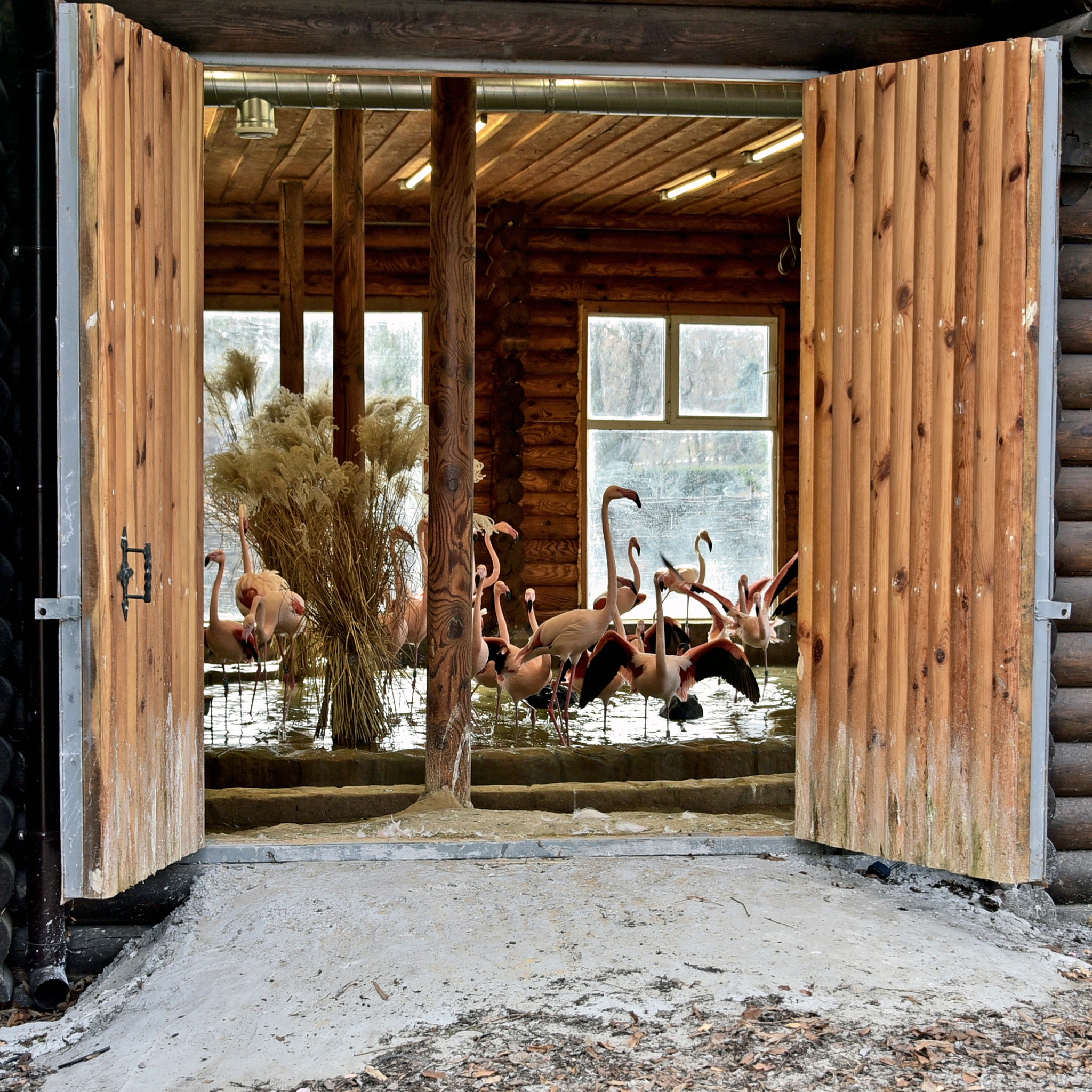 Рожеві фламінго в КиївЗоо повернулись на крейдяне озеро - фото 8