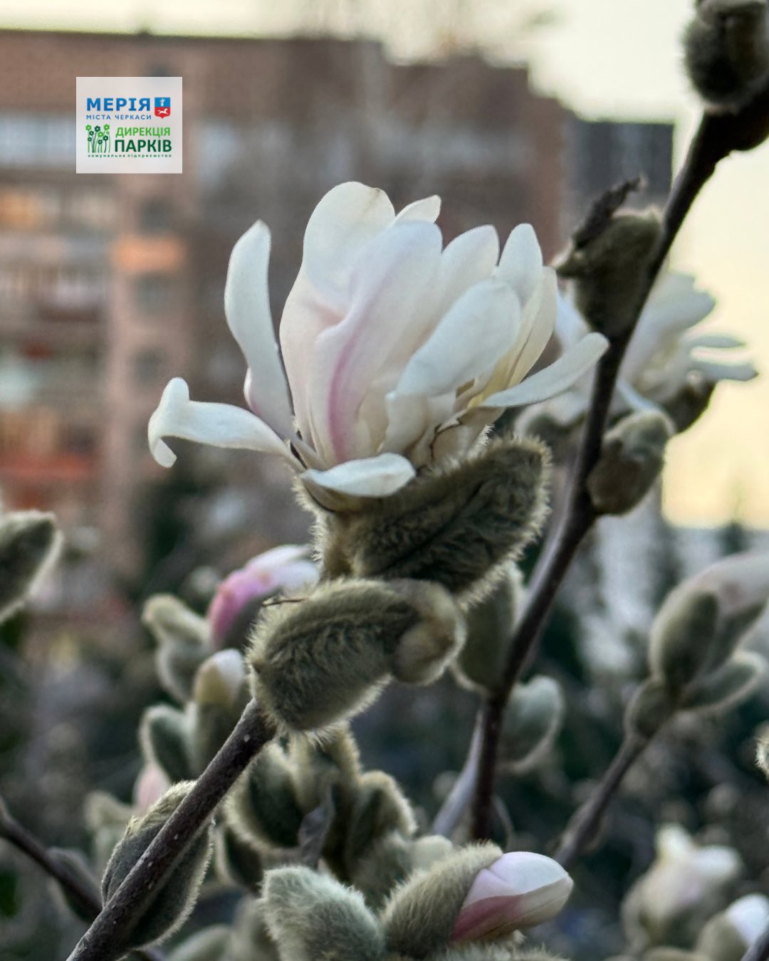 Розквітли магнолії у Черкасах. Фото - фото 3