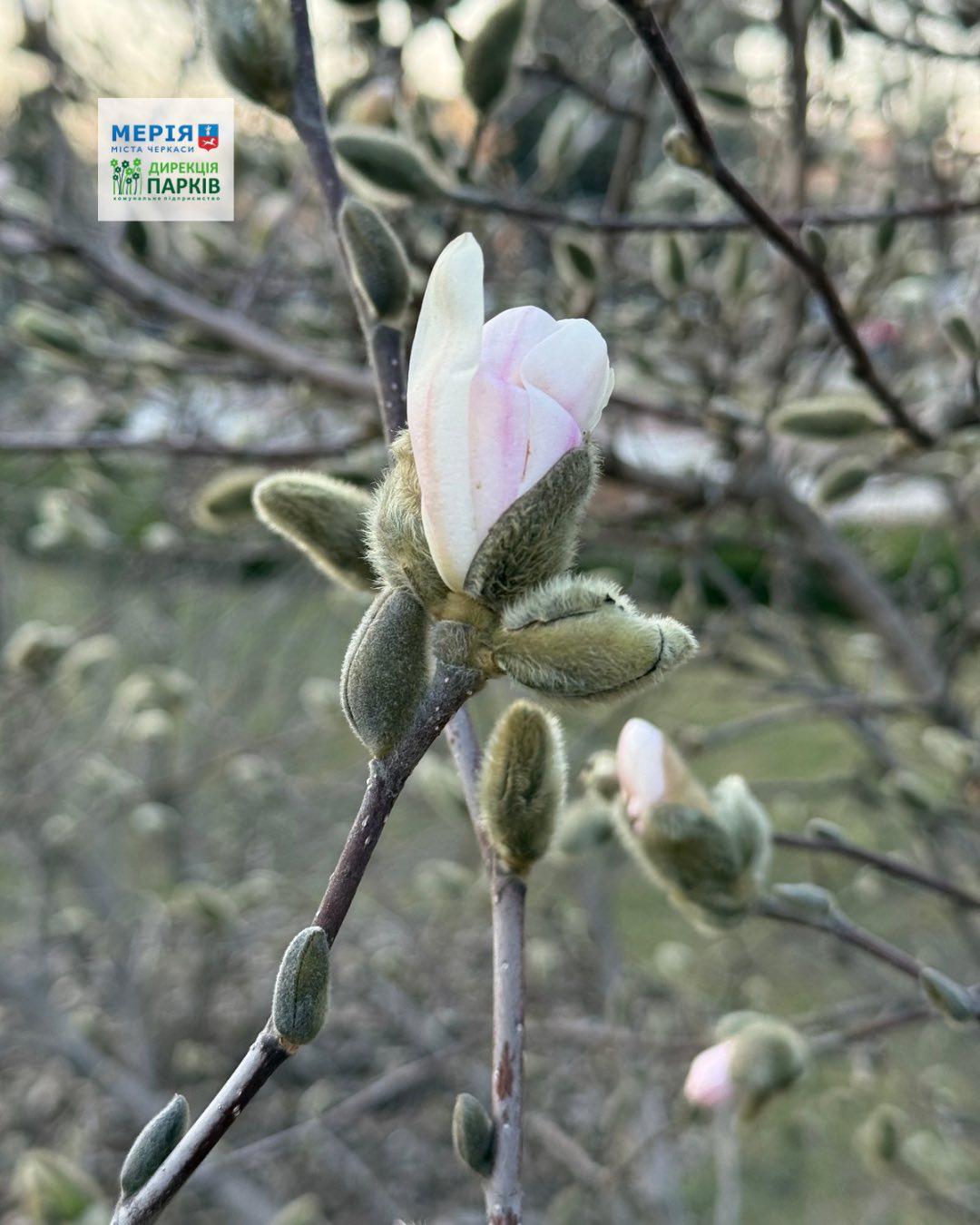 Розквітли магнолії у Черкасах. Фото - фото 2