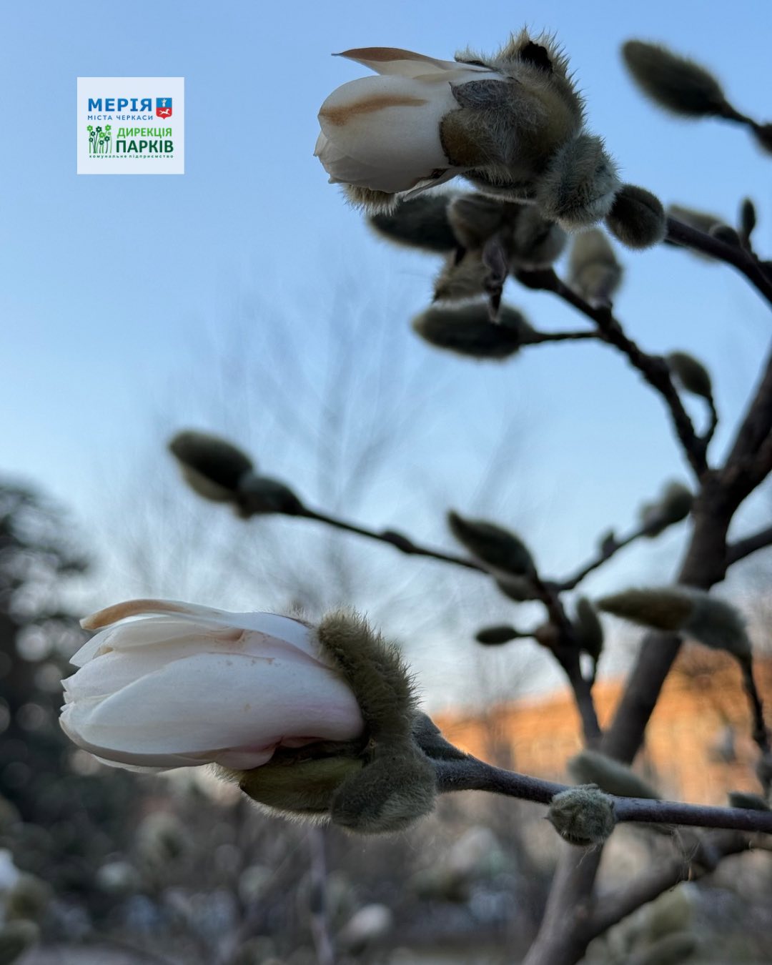 Розквітли магнолії у Черкасах. Фото