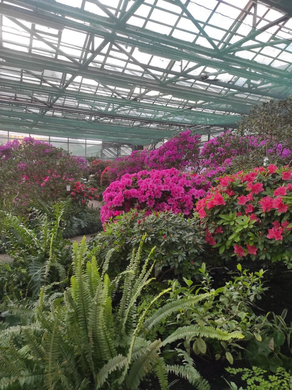 У ботсаду Гришка в Києві зацвіли азалії та камелії