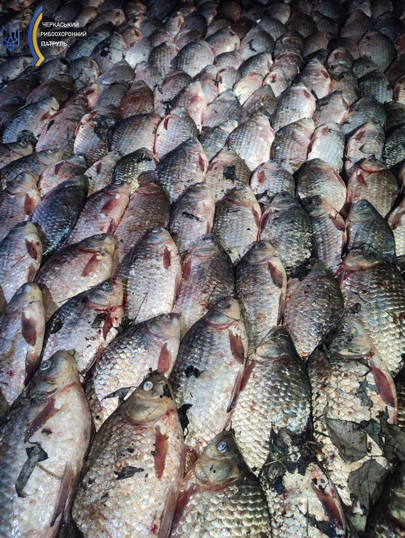 На Черкащині жінка впіймала сітками 130 кг риби