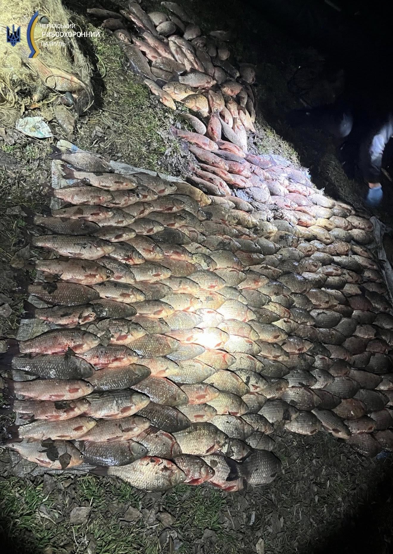 На Черкащині жінка впіймала сітками 130 кг риби - фото 3