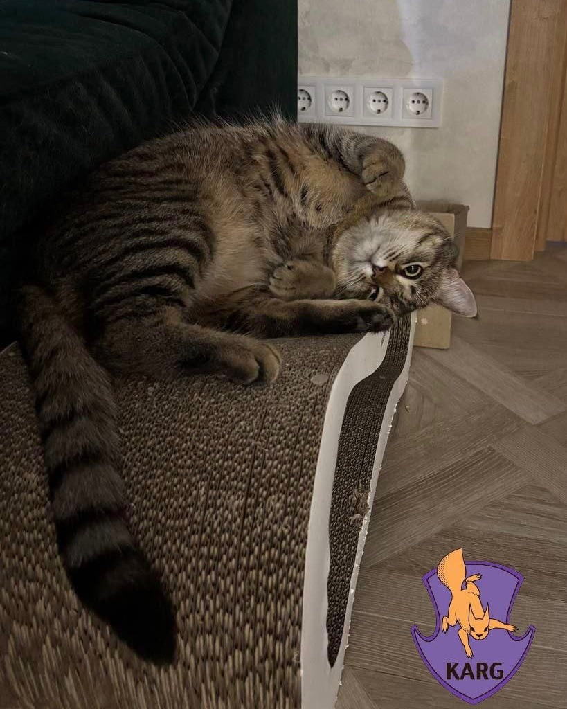 У столиці врятували кота, який застряг у вентиляційній шахті