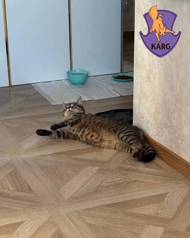 У столиці врятували кота, який застряг у вентиляційній шахті - фото 2