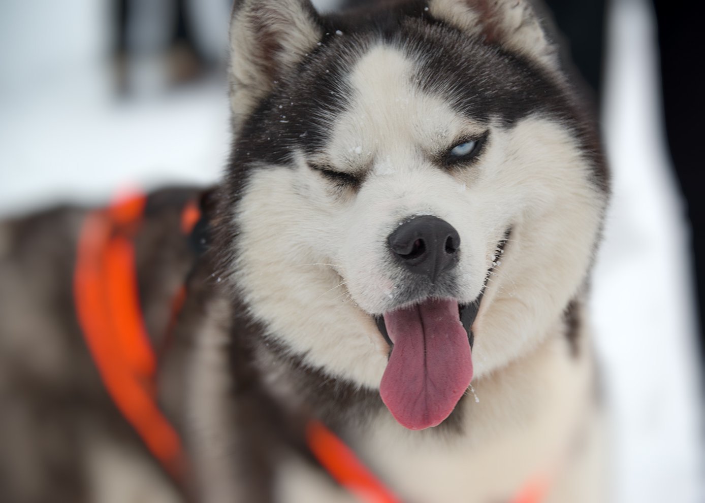 Безкоштовна вакцинація тварин від сказу у Києві та області: що варто знати