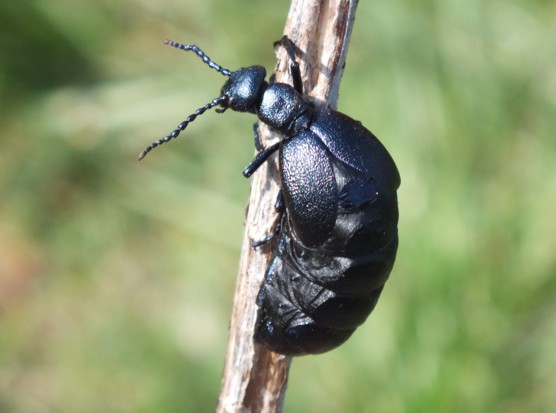 Отруйні та рідкісні жуки України: кого варто остерігатись - фото 2