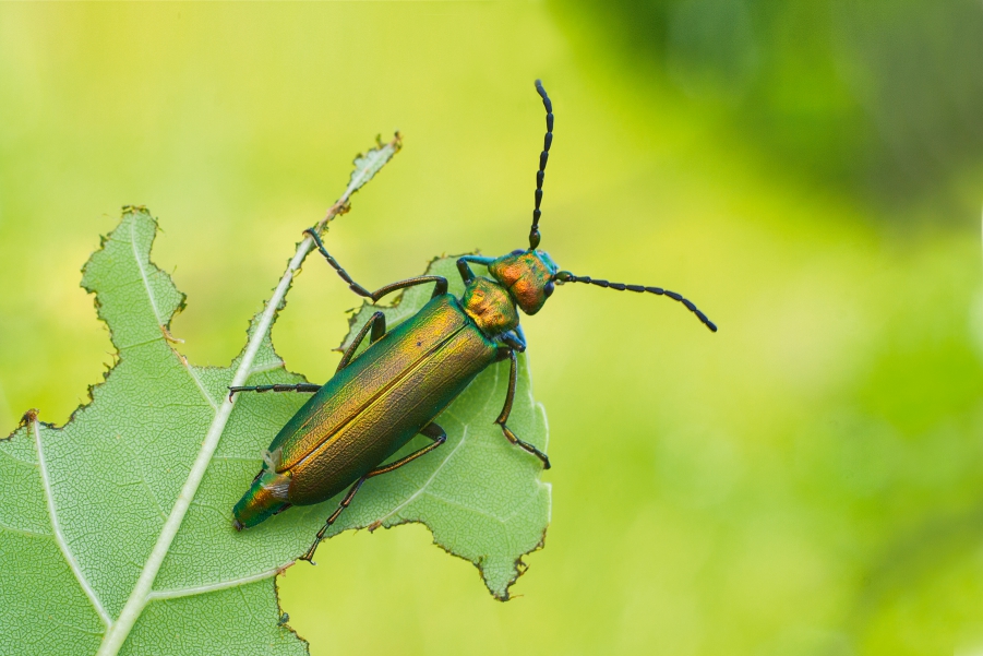 Отруйні та рідкісні жуки України: кого варто остерігатись - фото 3