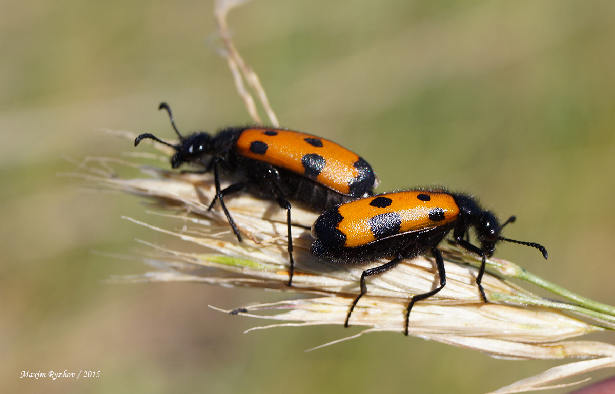 Отруйні та рідкісні жуки України: кого варто остерігатись - фото 4