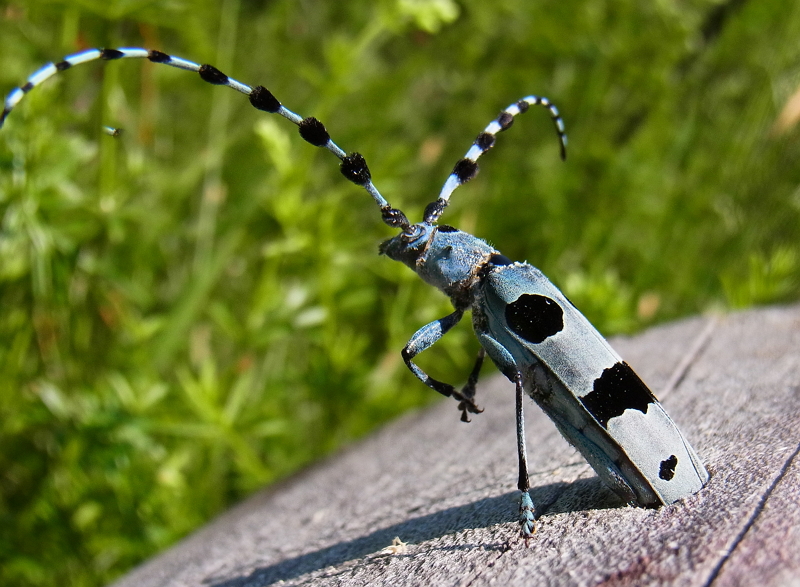 Отруйні та рідкісні жуки України: кого варто остерігатись - фото 7